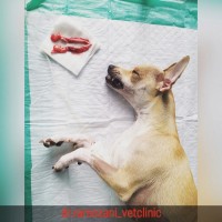 1748332769_جراحی عقیم سازی سگ ماده.jpg